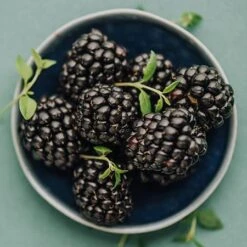 Apache Blackberry - USDA Organic -Green Plant Store Apache Blackberry 450 D2 0178c099 4324 413f a424 048cda519a64