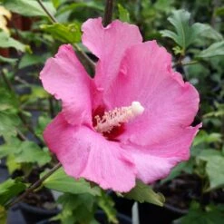 Aphrodite Rose Of Sharon Althea Shrub 8 Aphrodite Rose Of Sharon Althea Shrub -Green Plant Store Aphrodite Rose of Sharon 1