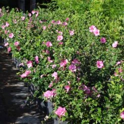 Aphrodite Rose Of Sharon Althea Shrub 9 Aphrodite Rose Of Sharon Althea Shrub -Green Plant Store Aphrodite Rose of Sharon 6 FGT