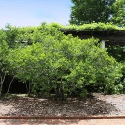 Apollo Winterberry Holly Shrub -Green Plant Store Apollo WInterberry 2