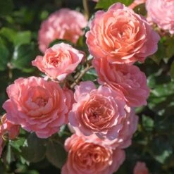 Apricot Drift® Rose -Green Plant Store Apricot Drift Rose 2