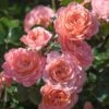 Apricot Drift® Rose -Green Plant Store Apricot Drift Rose 600x600 b21d2c85 ec69 480e 8ebc bc87daa7cd1c