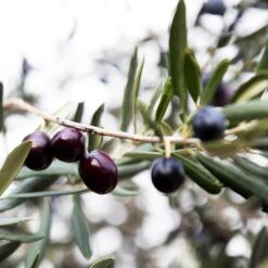 Arbequina Olive Tree - USDA Organic -Green Plant Store Arbequina Olive 2 FGT 59db1ad0 ae94 44e8 a3fd ed29b67f0ba4