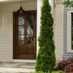 Degroot's Spire Thuja Arborvitae Tree -Green Plant Store Arborvitae degroots Spire 3