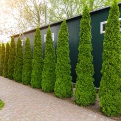 Degroot's Spire Thuja Arborvitae Tree -Green Plant Store Arborvitae degroots Spire 6 FGT