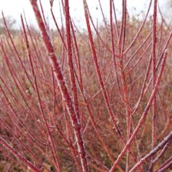 Arctic Fire® Red Twig Dogwood 10 Arctic Fire® Red Twig Dogwood -Green Plant Store Arctic Fire Twig Dogwood 3