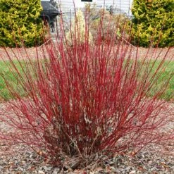 Arctic Fire® Red Twig Dogwood 9 Arctic Fire® Red Twig Dogwood -Green Plant Store Arctic Fire Twig Dogwood 4 FGT