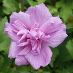 Ardens Rose Of Sharon Althea Shrub 8 Ardens Rose Of Sharon Althea Shrub -Green Plant Store Ardens Rose of Sharon 3