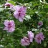 Ardens Rose Of Sharon Althea Shrub -Green Plant Store Ardens Rose of Sharon FGT 600x600 457c9491 47ef 4aa0 8317 eab1882be387