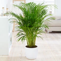 Boho House Plant Kit -Green Plant Store Areca Palm 4 FGT fcbe875e 49cd 4b51 b093 6501553ebaf3