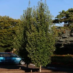 Armstrong Gold® Maple -Green Plant Store Armstrong Gold 3