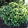 Japanese Gold Dust Aucuba Shrub -Green Plant Store Aucuba Japonica Gold Dust 600x600 5fbb13f8 57d7 41a4 8038 4f2d1c089017
