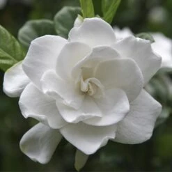 August Beauty Gardenia Shrub