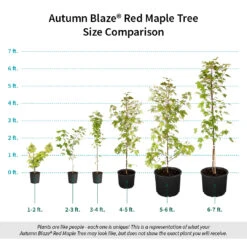 Autumn Blaze® Red Maple Tree 17 Autumn Blaze® Red Maple Tree -Green Plant Store Autumn Blaze Red Maple Size Comparison ugc test