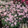 Autumn Belle® Encore® Azalea Shrub -Green Plant Store Autumn Belle Encore Azalea FGT 600x600 8435cc12 e68b 418c aa4f a4f832ab1249