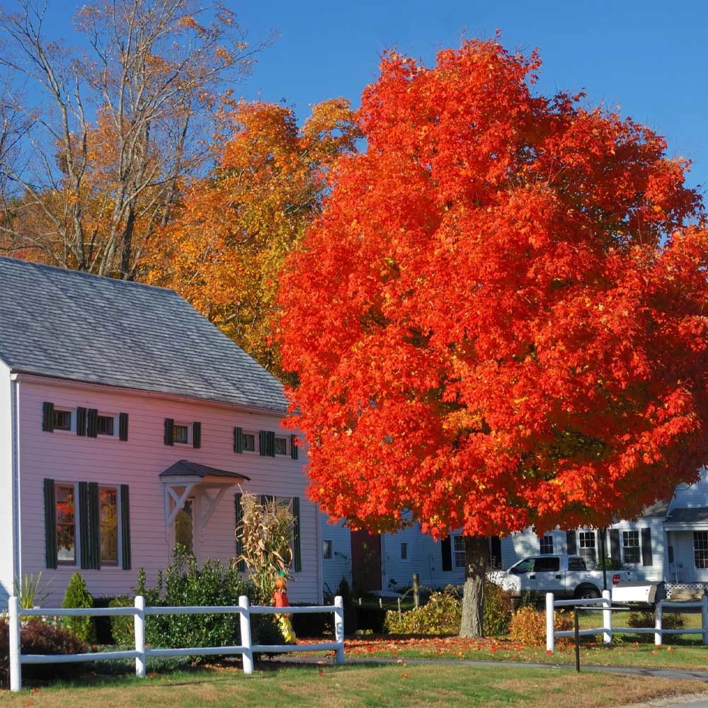 Autumn Blaze® Red Maple Tree 4 Autumn Blaze® Red Maple Tree - Image 2