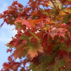 Autumn Blaze® Red Maple Tree 15 Autumn Blaze® Red Maple Tree -Green Plant Store Autumn Blaze Maple 1 FGT 02e73945 a16c 4061 b9a0 6b4cb44f5bb6