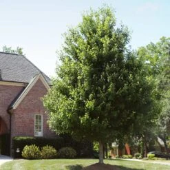 Autumn Blaze® Red Maple Tree 16 Autumn Blaze® Red Maple Tree -Green Plant Store Autumn Blaze Maple 2 FGT