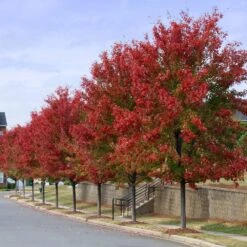 Autumn Blaze® Red Maple Tree 14 Autumn Blaze® Red Maple Tree -Green Plant Store Autumn Blaze Maple 3 FGT