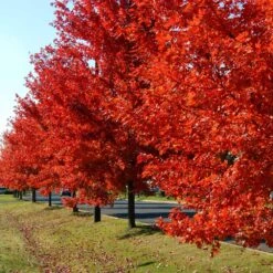Autumn Blaze® Red Maple Tree 13 Autumn Blaze® Red Maple Tree -Green Plant Store Autumn Blaze Maple FGT