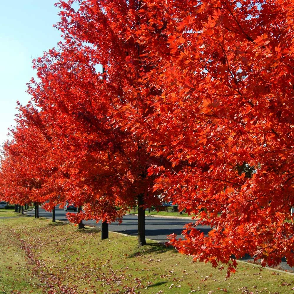 Autumn Blaze® Red Maple Tree 6 Autumn Blaze® Red Maple Tree - Image 4