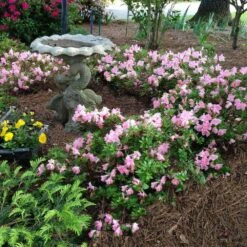 Autumn Debutante® Encore® Azalea 10 Autumn Debutante® Encore® Azalea -Green Plant Store Autumn Debutante Encore 1