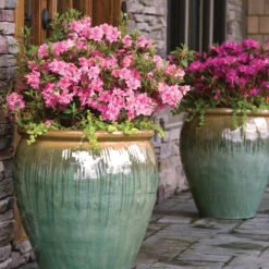 Autumn Debutante® Encore® Azalea 11 Autumn Debutante® Encore® Azalea -Green Plant Store Autumn Debutante Encore 3
