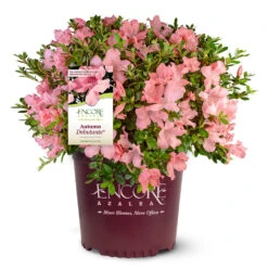 Autumn Debutante® Encore® Azalea 12 Autumn Debutante® Encore® Azalea -Green Plant Store Autumn Debutante Encore 4