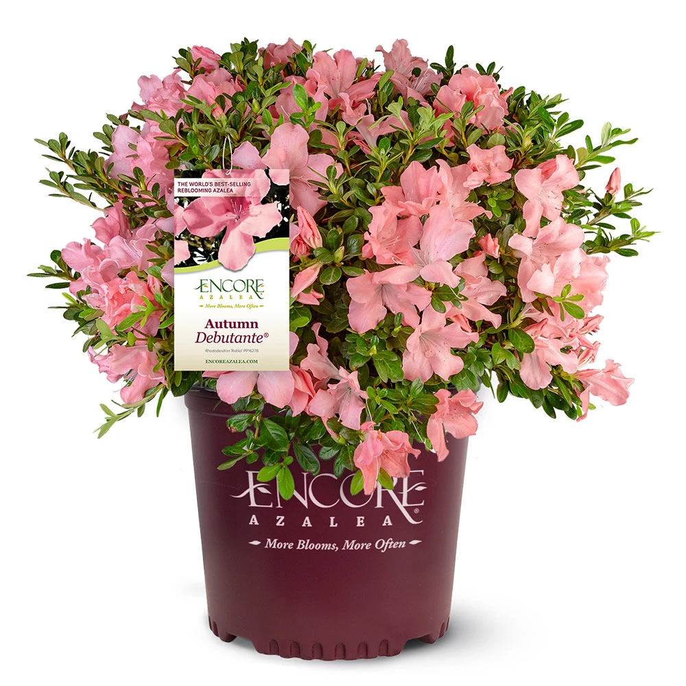 Autumn Debutante® Encore® Azalea 7 Autumn Debutante® Encore® Azalea - Image 5