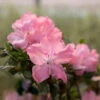 Autumn Debutante® Encore® Azalea 1 Autumn Debutante® Encore® Azalea -Green Plant Store Autumn Debutante Encore FGT 600x600 35b13a59 d650 4ece bdbc dda26d308139