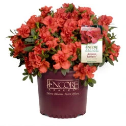 Autumn Embers® Encore® Azalea 12 Autumn Embers® Encore® Azalea -Green Plant Store Autumn Embers Azalea 1