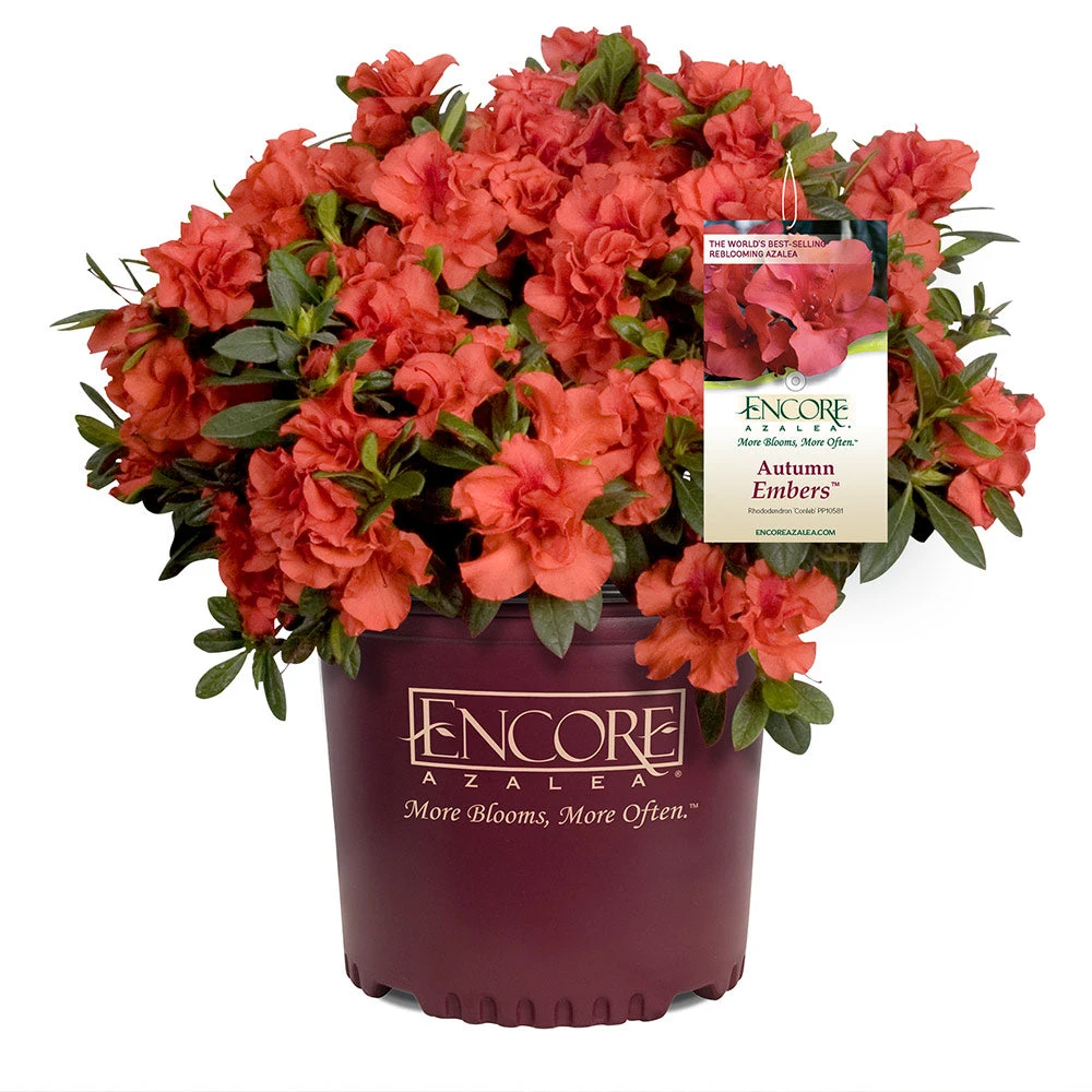 Autumn Embers® Encore® Azalea 7 Autumn Embers® Encore® Azalea - Image 5