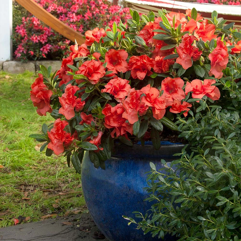 Autumn Embers® Encore® Azalea 4 Autumn Embers® Encore® Azalea - Image 2