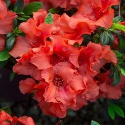 Autumn Embers® Encore® Azalea 11 Autumn Embers® Encore® Azalea -Green Plant Store Autumn Embers Azalea 5