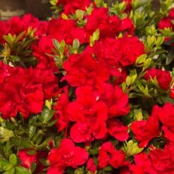 Autumn Bonfire® Encore® Azalea 8 Autumn Bonfire® Encore® Azalea -Green Plant Store Autumn Encore Bonfire Azaleas 1