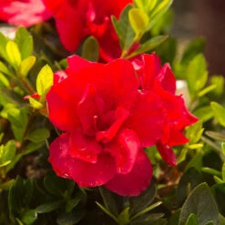Autumn Bonfire® Encore® Azalea 9 Autumn Bonfire® Encore® Azalea -Green Plant Store Autumn Encore Bonfire Azaleas 3