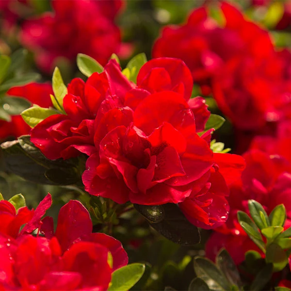 Autumn Bonfire® Encore® Azalea 3 Autumn Bonfire® Encore® Azalea