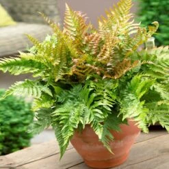Sunset Hues House Plant Kit 13 Sunset Hues House Plant Kit -Green Plant Store Autumn Fern 1 4cb64db0 0944 4a6e a0be 5101c594c915