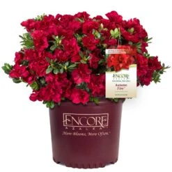 Autumn Fire® Encore® Azalea Shrub 12 Autumn Fire® Encore® Azalea Shrub -Green Plant Store Autumn Fire Encore Azalea 1