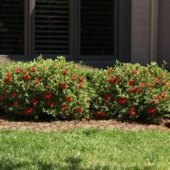 Autumn Fire® Encore® Azalea Shrub 11 Autumn Fire® Encore® Azalea Shrub -Green Plant Store Autumn Fire Encore Azalea 6