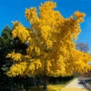 Autumn Gold Ginkgo Tree -Green Plant Store Autumn Gold Ginkgo Biloba FGT 600x600 c5e614ed b912 42be 88d8 3707ca840882