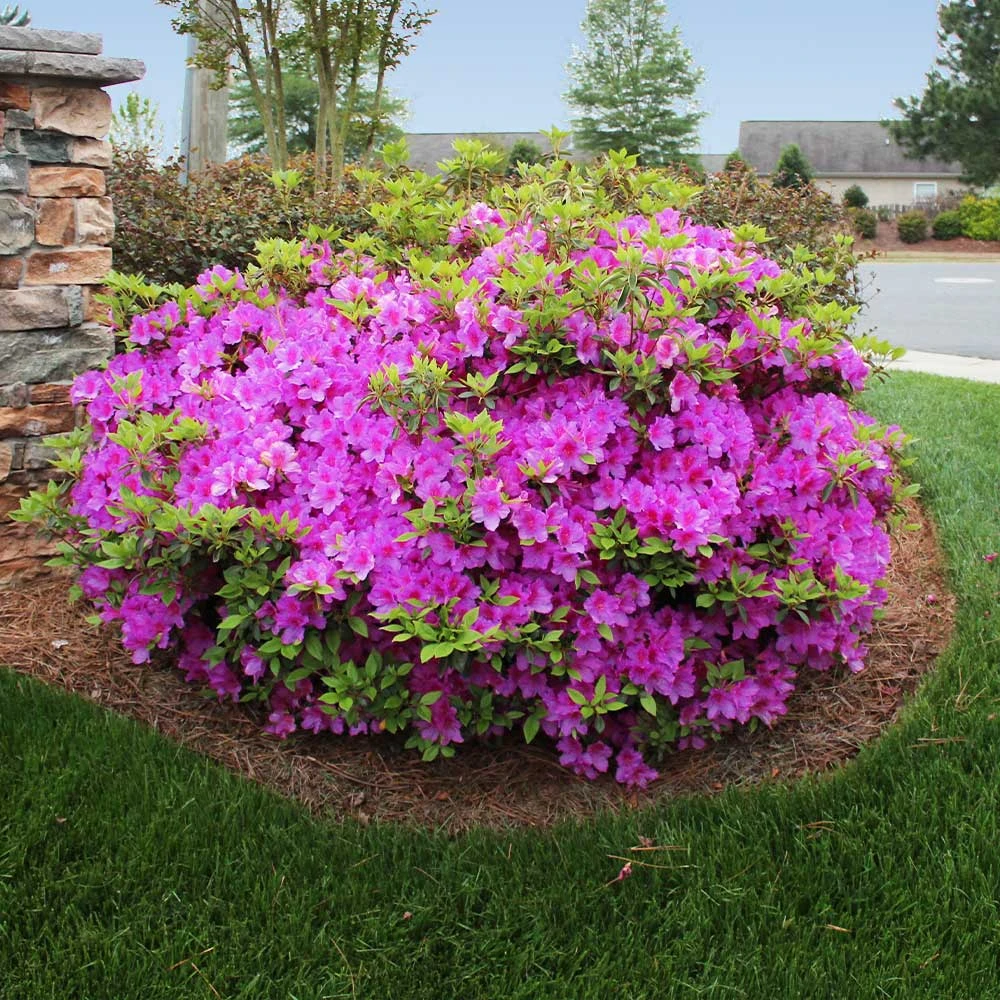 Autumn Royalty® Encore® Azalea 4 Autumn Royalty® Encore® Azalea - Image 2
