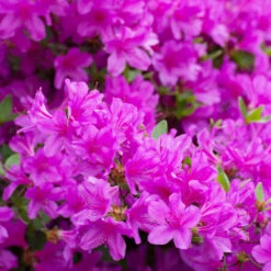 Autumn Royalty® Encore® Azalea 8 Autumn Royalty® Encore® Azalea -Green Plant Store Autumn Royalty Encore Azalea 3 FGT