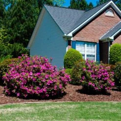 Autumn Royalty® Encore® Azalea 9 Autumn Royalty® Encore® Azalea -Green Plant Store Autumn Royalty Encore Azalea 5