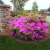 Autumn Royalty® Encore® Azalea 1 Autumn Royalty® Encore® Azalea -Green Plant Store Autumn Royalty Encore Azalea 600x600 FGT