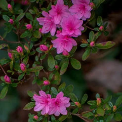 Karen Azalea Shrub -Green Plant Store Azalea Karen 1
