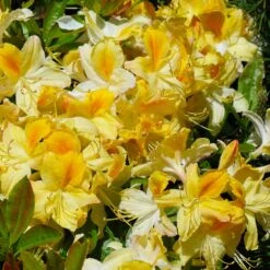 Lemon Lights Azalea Shrub 8 Lemon Lights Azalea Shrub -Green Plant Store Azalea Lemon lights 1