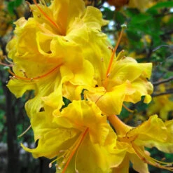 Lemon Lights Azalea Shrub 9 Lemon Lights Azalea Shrub -Green Plant Store Azalea Lemon lights 2