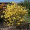 Lemon Lights Azalea Shrub -Green Plant Store Azalea Lemon lights 600x600 11de04c7 d0fc 4c69 8949 ec1fde04f612