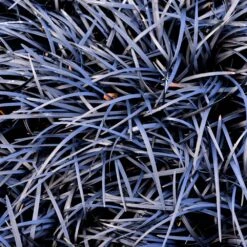 Black Mondo Grass -Green Plant Store BLack Mondo Grass 1 FGT